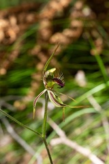 Caladenia corynephora