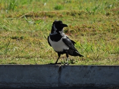Corvus albus