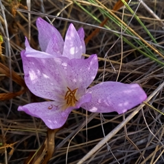 Colchicum bivonae
