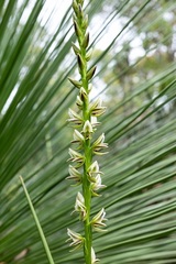 Prasophyllum brownii
