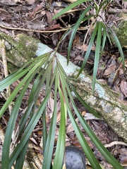 Dianella caerulea assera