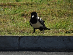 Corvus albus