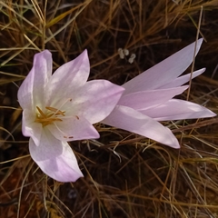 Colchicum bivonae