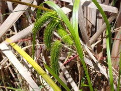 Carex fascicularis