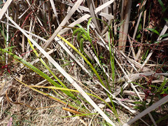 Carex fascicularis