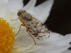 Austrotephritis pelia
