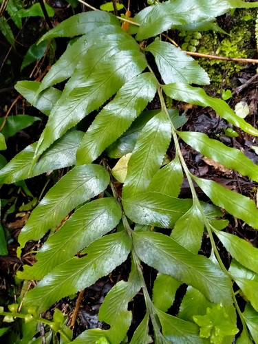 Asplenium oblongifolium observed 2021-10-20