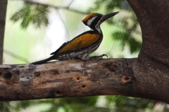 Chrysocolaptes festivus