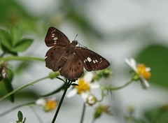 Seseria formosana