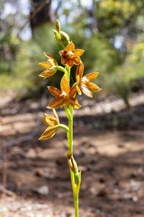 Thelymitra fuscolutea