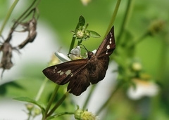 Seseria formosana