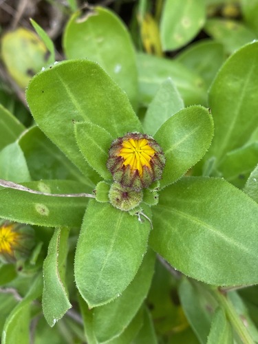 Calendula officinalis, Flora Verdura
