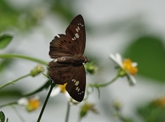 Seseria formosana