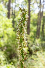 Prasophyllum brownii