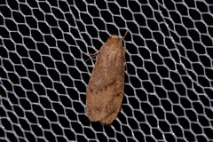 Lambula pleuroptycha