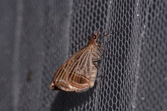 Phrataria transcissata