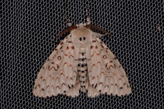 Lymantria nephrographa