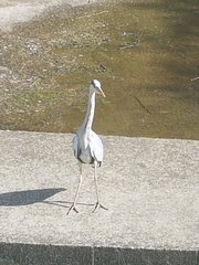 Ardea cinerea