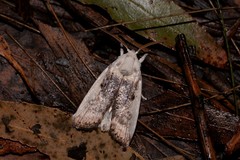 Cryptophasa albacosta