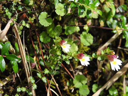 Image of Euphrasia transmorrisonensis by (c) fagushayata, some rights reserved (CC BY-SA)