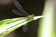 Austroargiolestes aureus