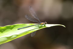 Austroargiolestes aureus