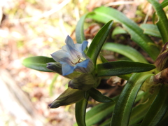 Gentiana davidii