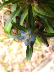 Gentiana davidii