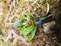 Gentiana davidii