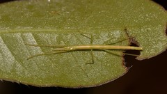 Phasmatini