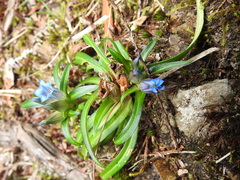 Gentiana davidii