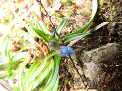 Gentiana davidii