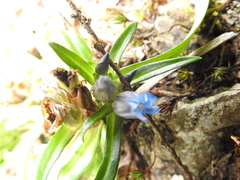 Gentiana davidii