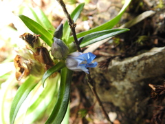 Gentiana davidii