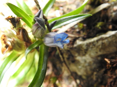 Gentiana davidii
