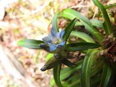 Gentiana davidii