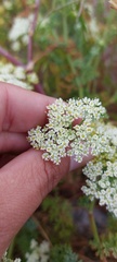 Dasispermum suffruticosum