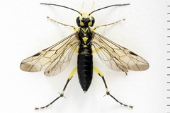 Pachyprotasis antennata