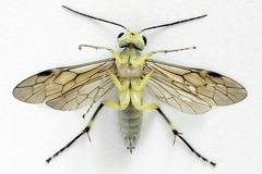 Pachyprotasis antennata