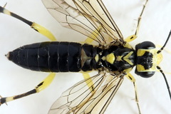 Pachyprotasis antennata
