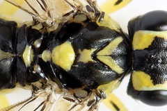 Pachyprotasis antennata