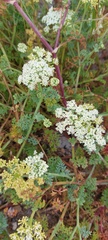 Dasispermum suffruticosum