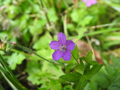 Geranium nepalense thunbergii