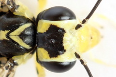 Pachyprotasis antennata