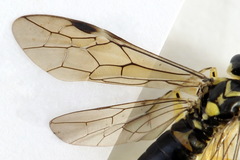 Pachyprotasis antennata