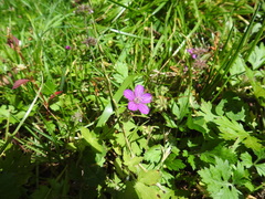 Geranium nepalense thunbergii