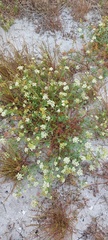 Dasispermum suffruticosum