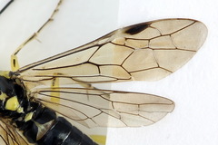 Pachyprotasis antennata