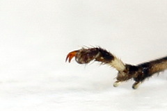 Pachyprotasis antennata