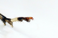 Pachyprotasis antennata